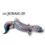 Gecko Babies profile picture