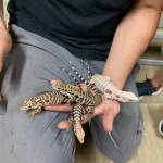 Good Guy Reptile Family profile picture