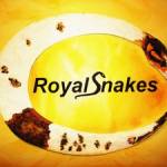 Royalsnakes profile picture