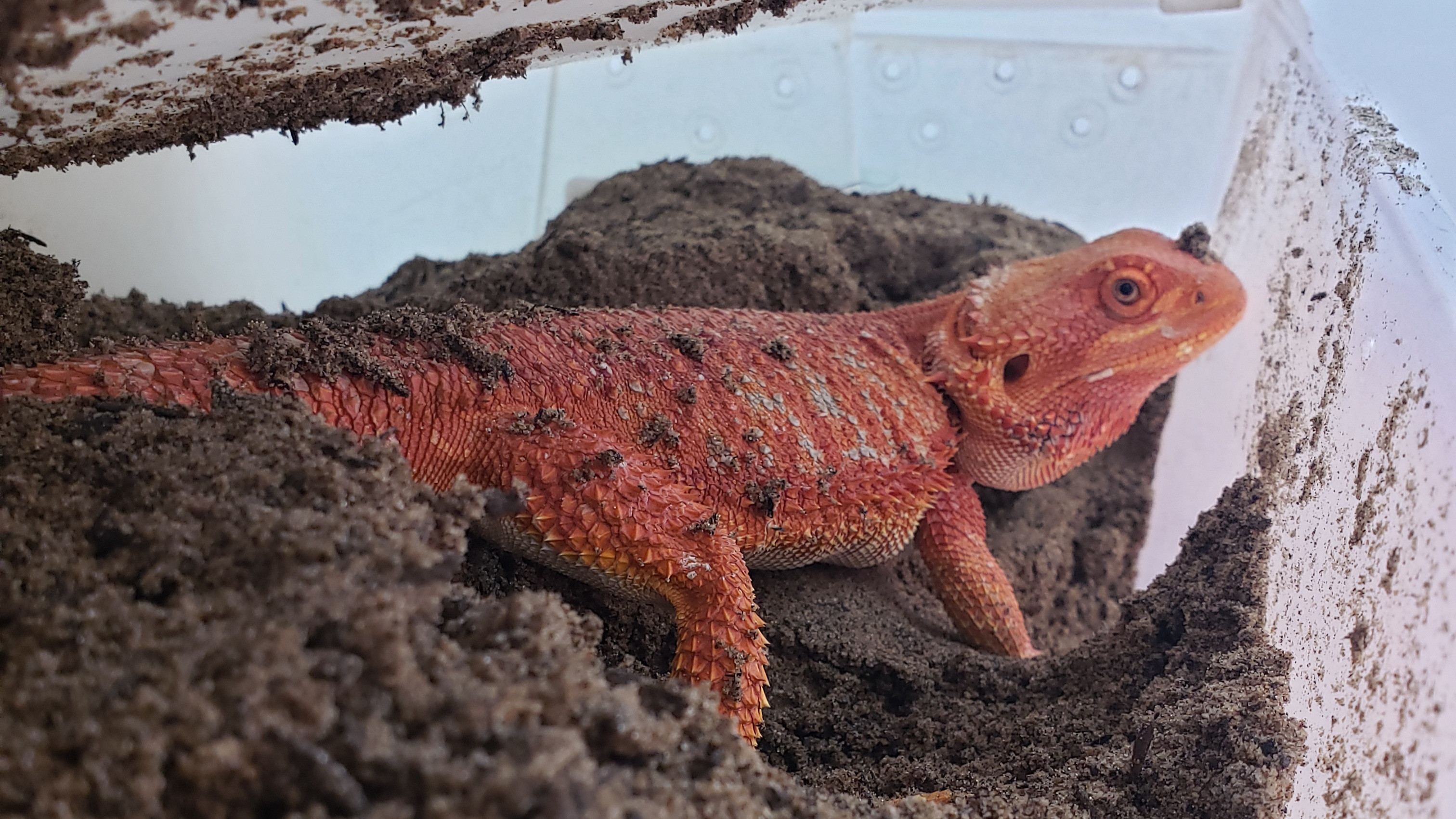 Kentucky Reptiles and Exotics