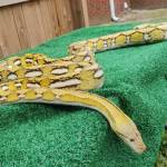 Reticulated Python Breeders & Keeper