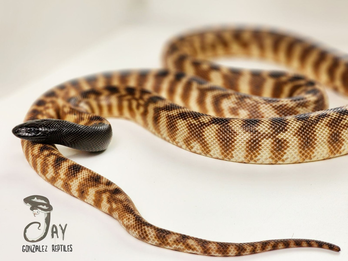The Captive Status of Dwarf & Shield-Headed Pythons