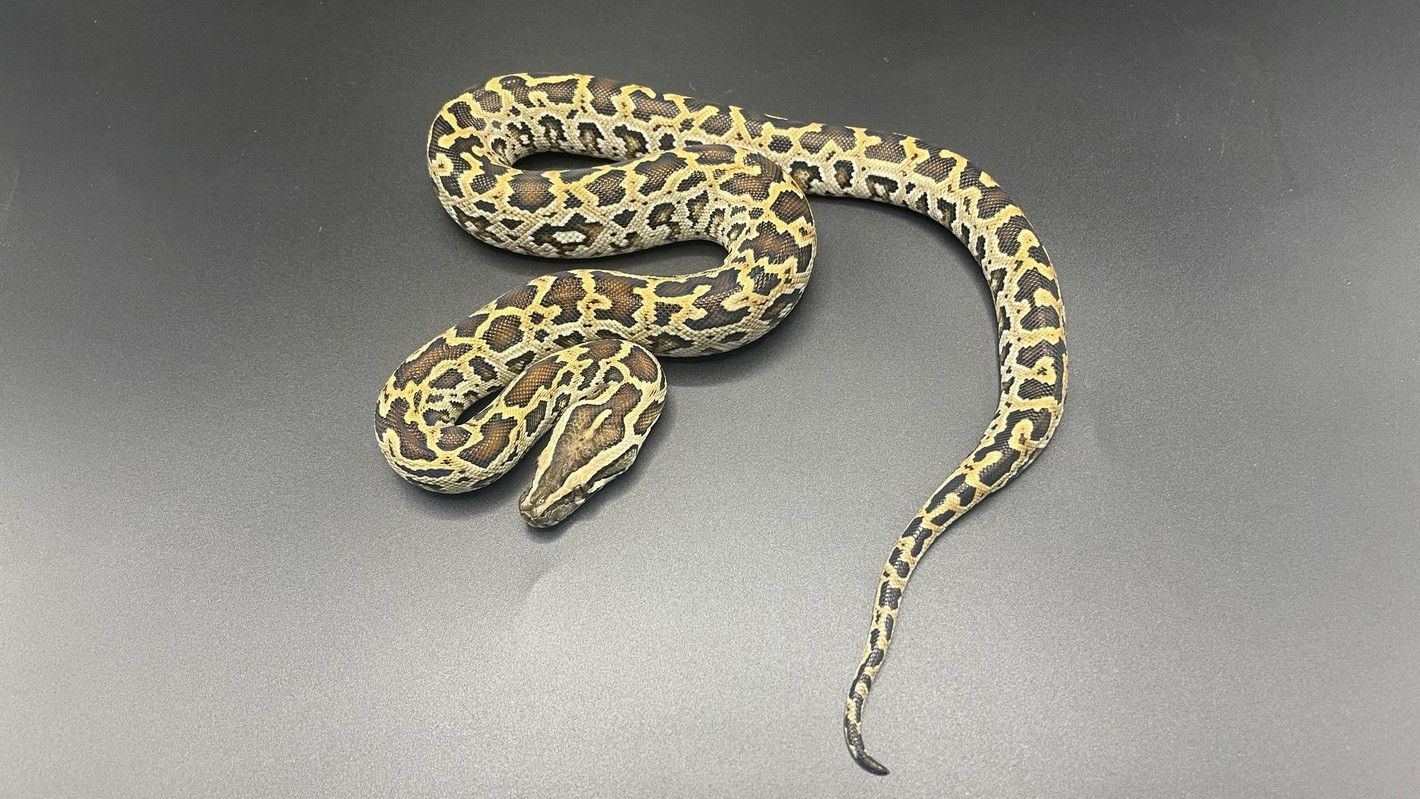 The Captive Status of Rock Pythons