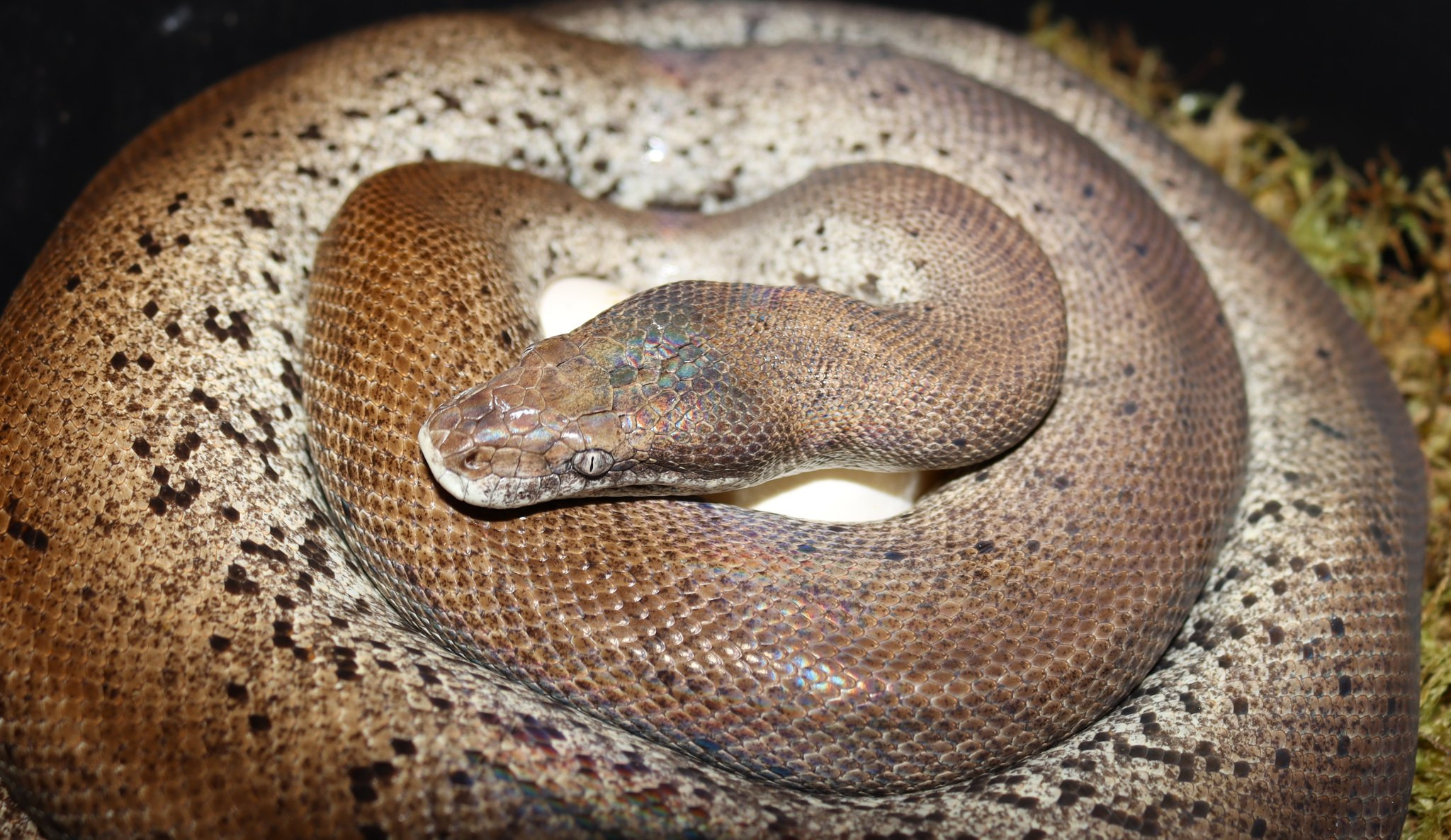 The Captive Status of Water Pythons