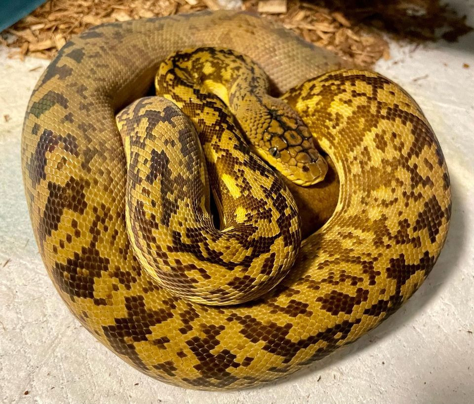 The Captive Status of Indo-Malayan Pythons