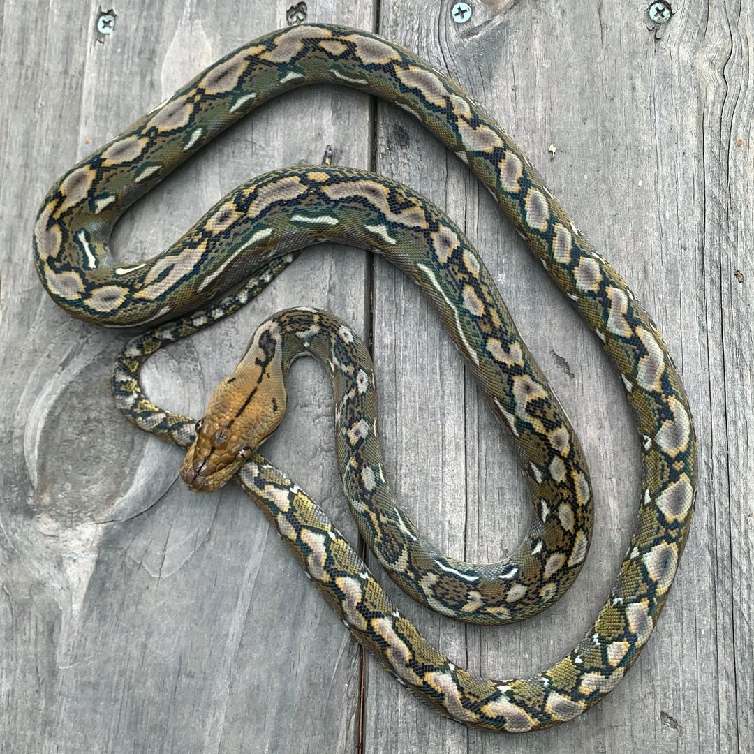 The Captive Status of Indo-Malayan Pythons