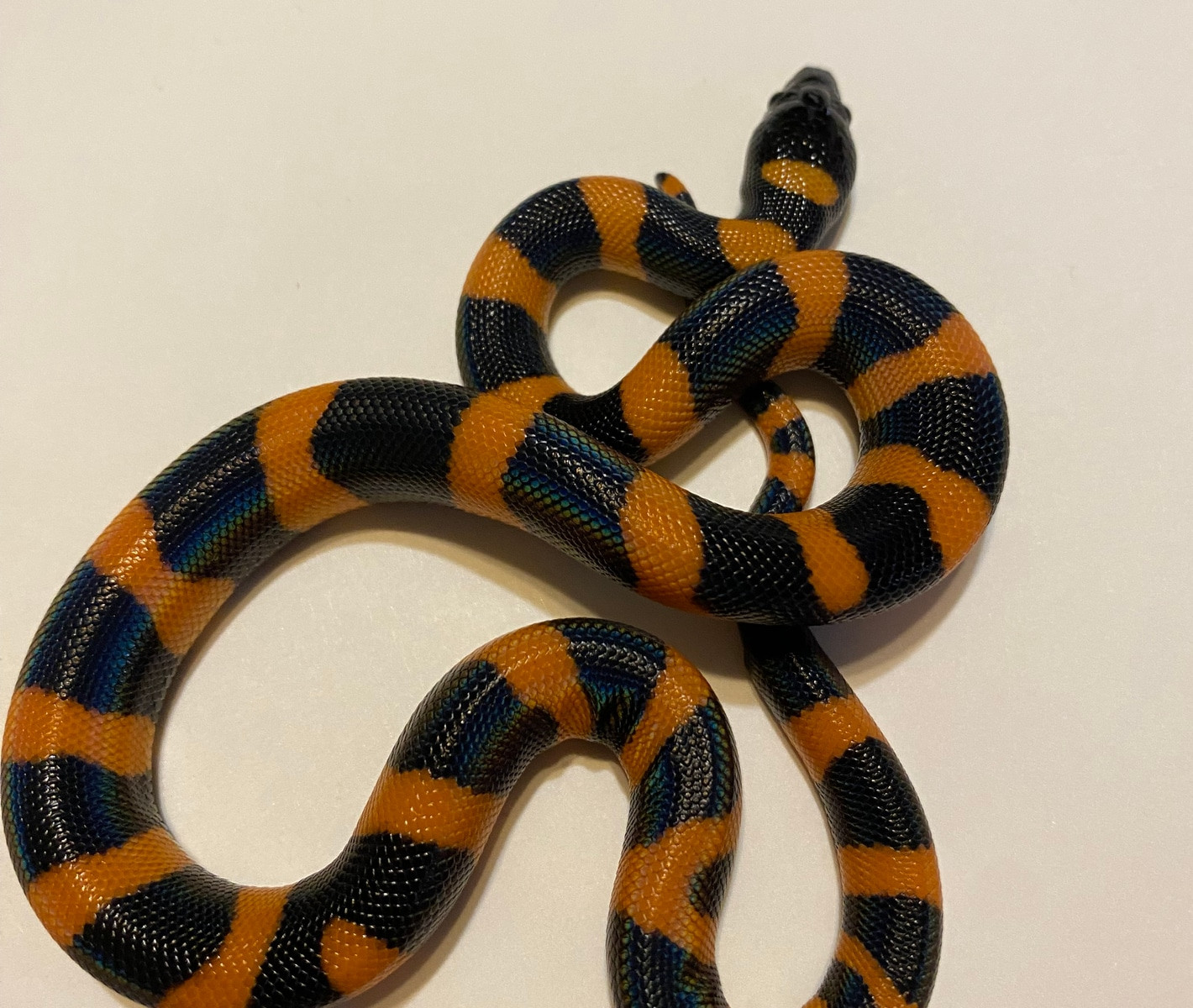 The Captive Status of New Guinean Pythons