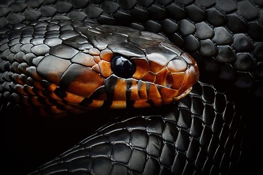 January 2024 OTM Winners of 2023 Voting Thread! - Contests - MorphMarket Reptile Community