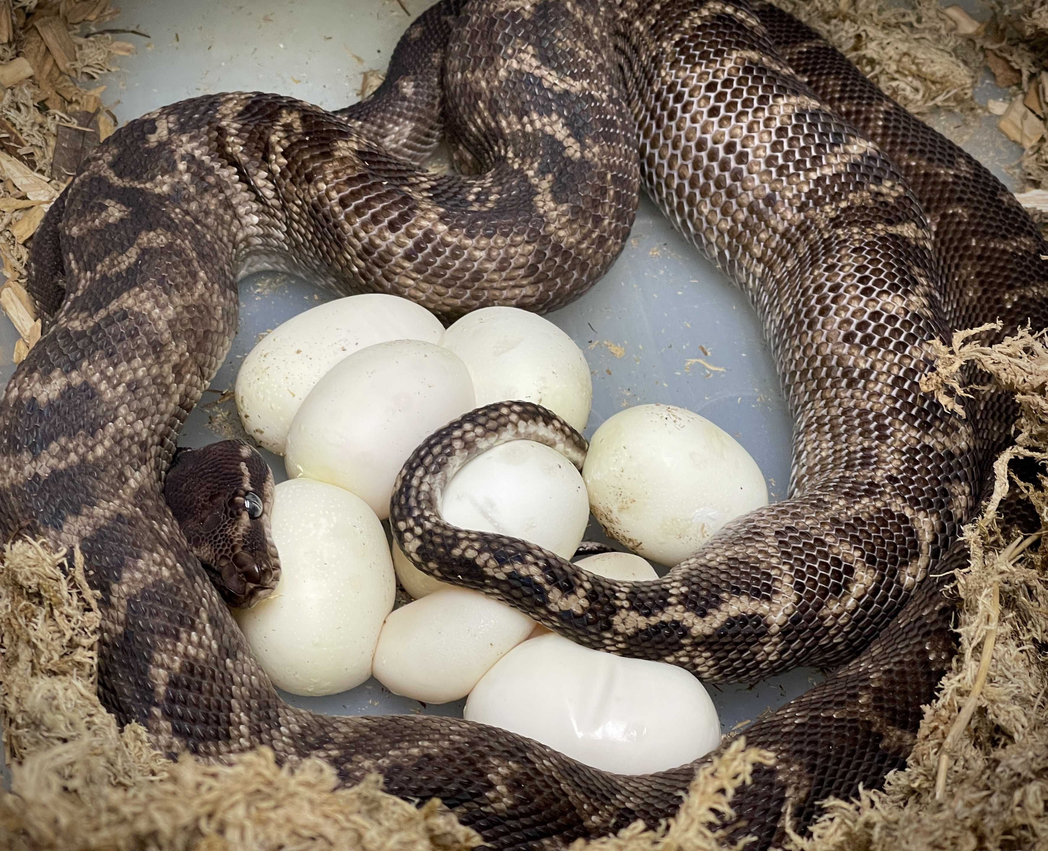 Saw Scaled Python Rough scaled python laying her first clutch.