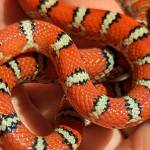 Stephen Cayley Reptiles