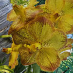 Patricia Scanlan
