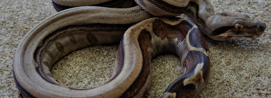Scarlet moon Exotics