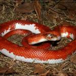 Brad McDonald Corn Snake