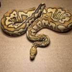 Sun_City_Pythons