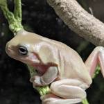 brycesreptiles
