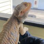 Beard Gang Dragon