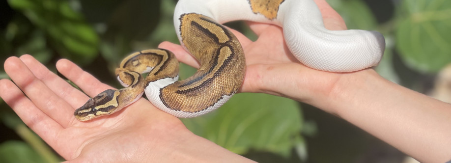 ScalesNTailsReptiles!