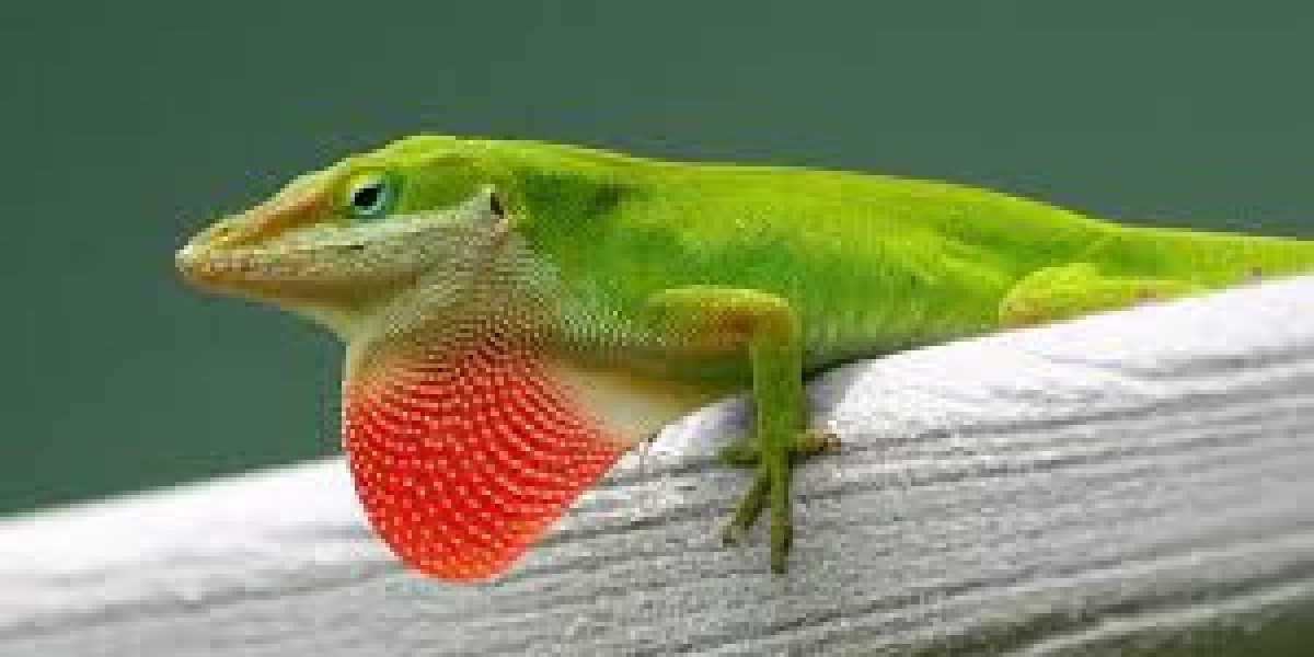The Ultimate Care Guide for Green Anoles: Everything You Need to Know