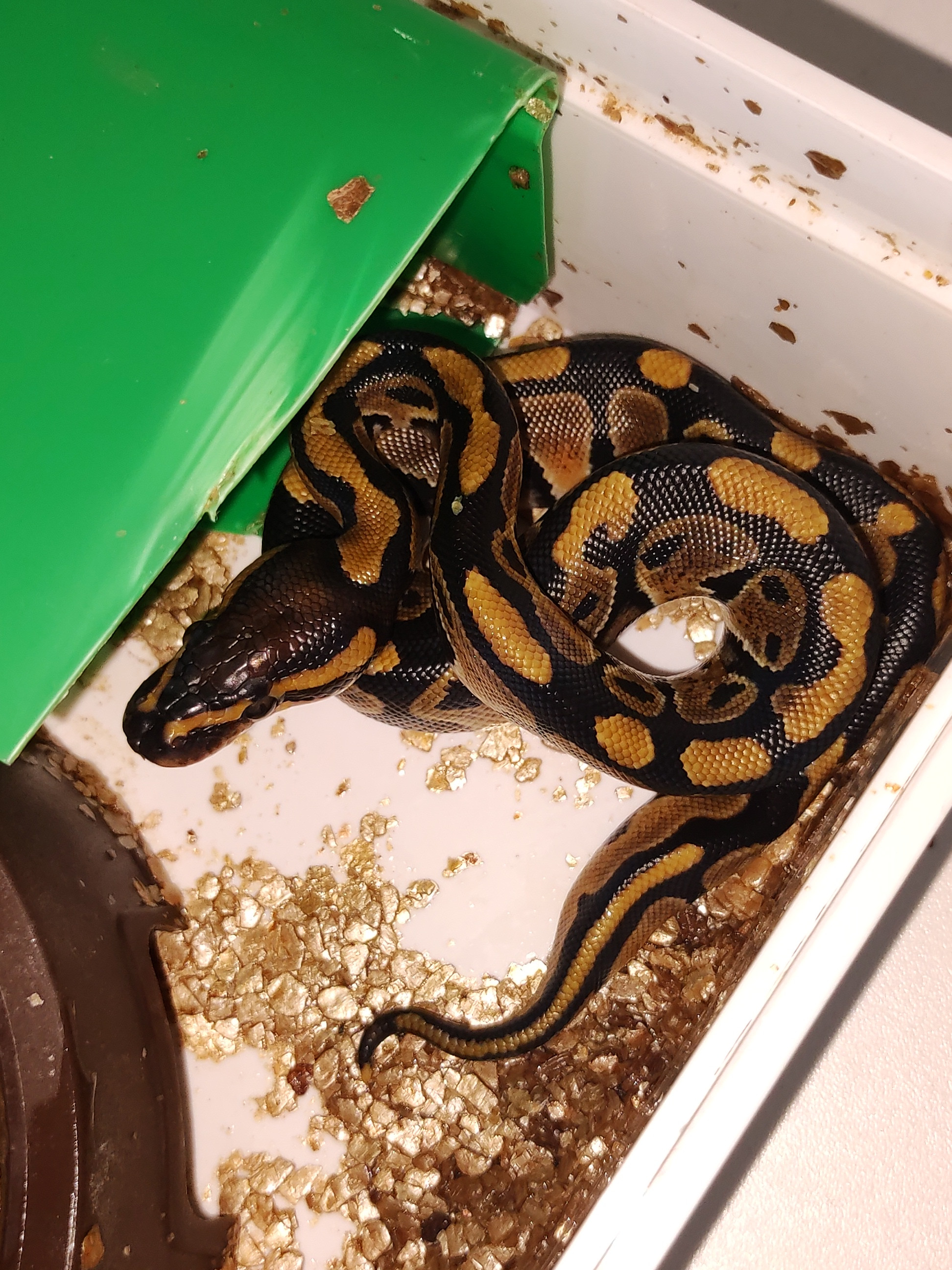 before we started breeding only boa´s.. (ball python